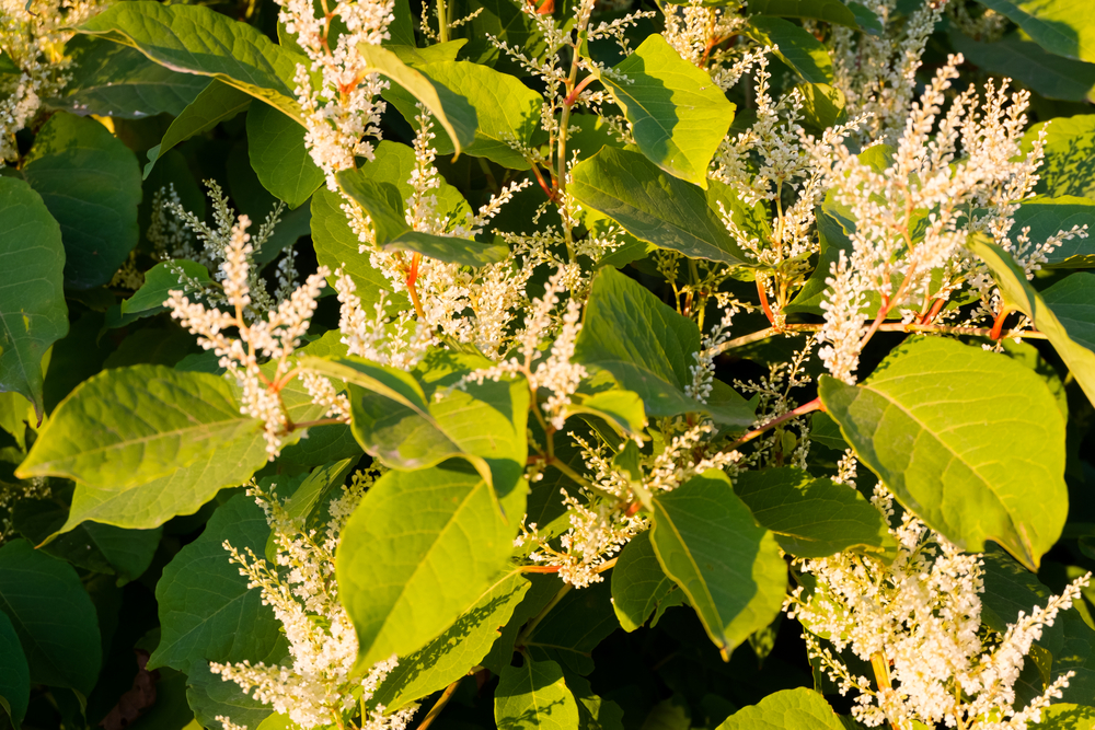 How to eliminate or control Japanese Knotweed