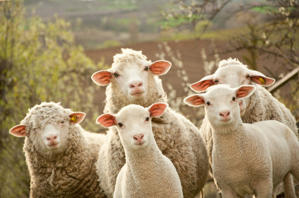 Sheep dip – has the wool been pulled over our eyes?
