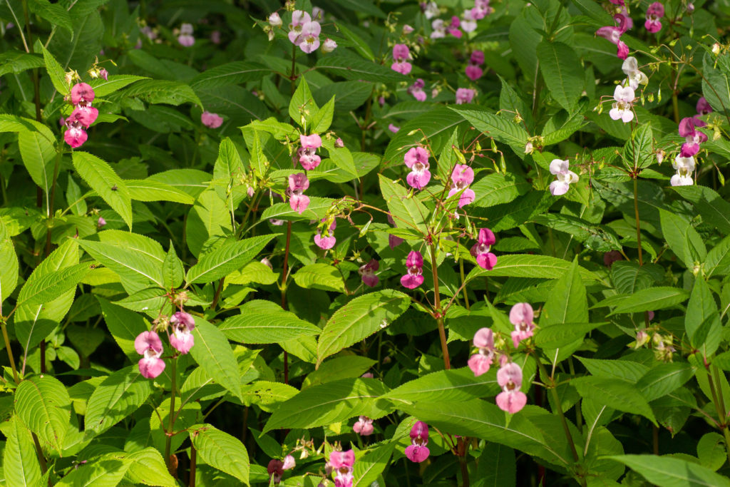 Himalayan Balsam, the lesser known invasive non-native species in the UK